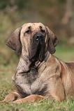 FILA BRASILEIRO 193